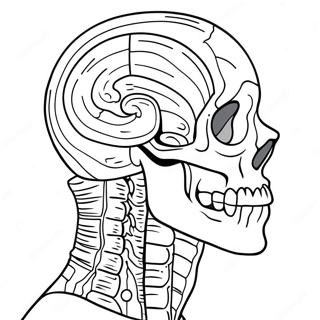 Anatomia Páginas para Colorir